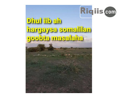 dhul iiba in hargeisa