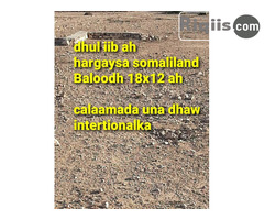 dhul iiba in hargeisa