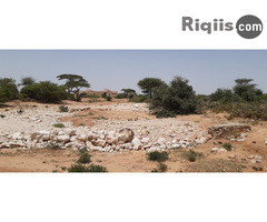 dhul iiba in hargeisa