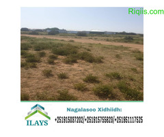 dhul iiba  cabirkiisu waa 500 oo kaaraamitir land for sale